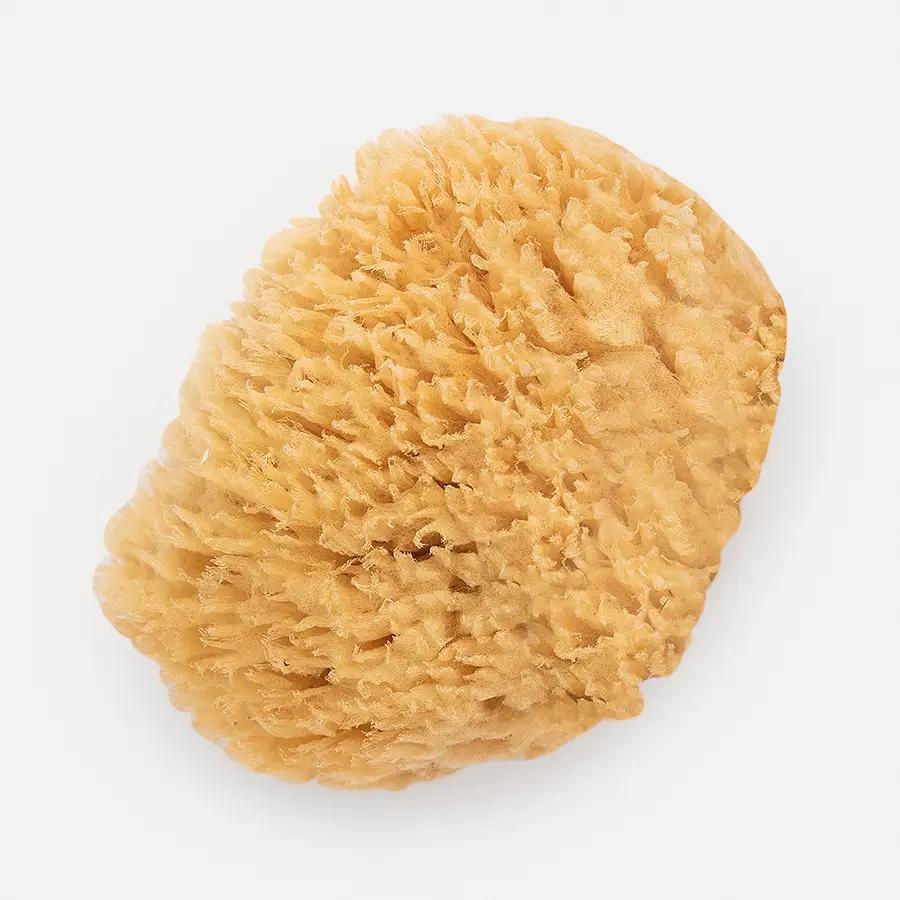 Yellow Sea Sponge
