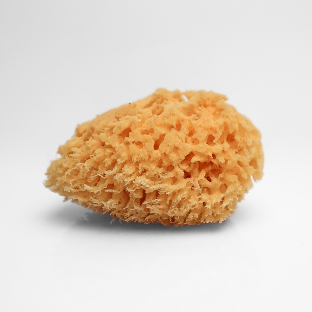 Yellow Sea Sponge